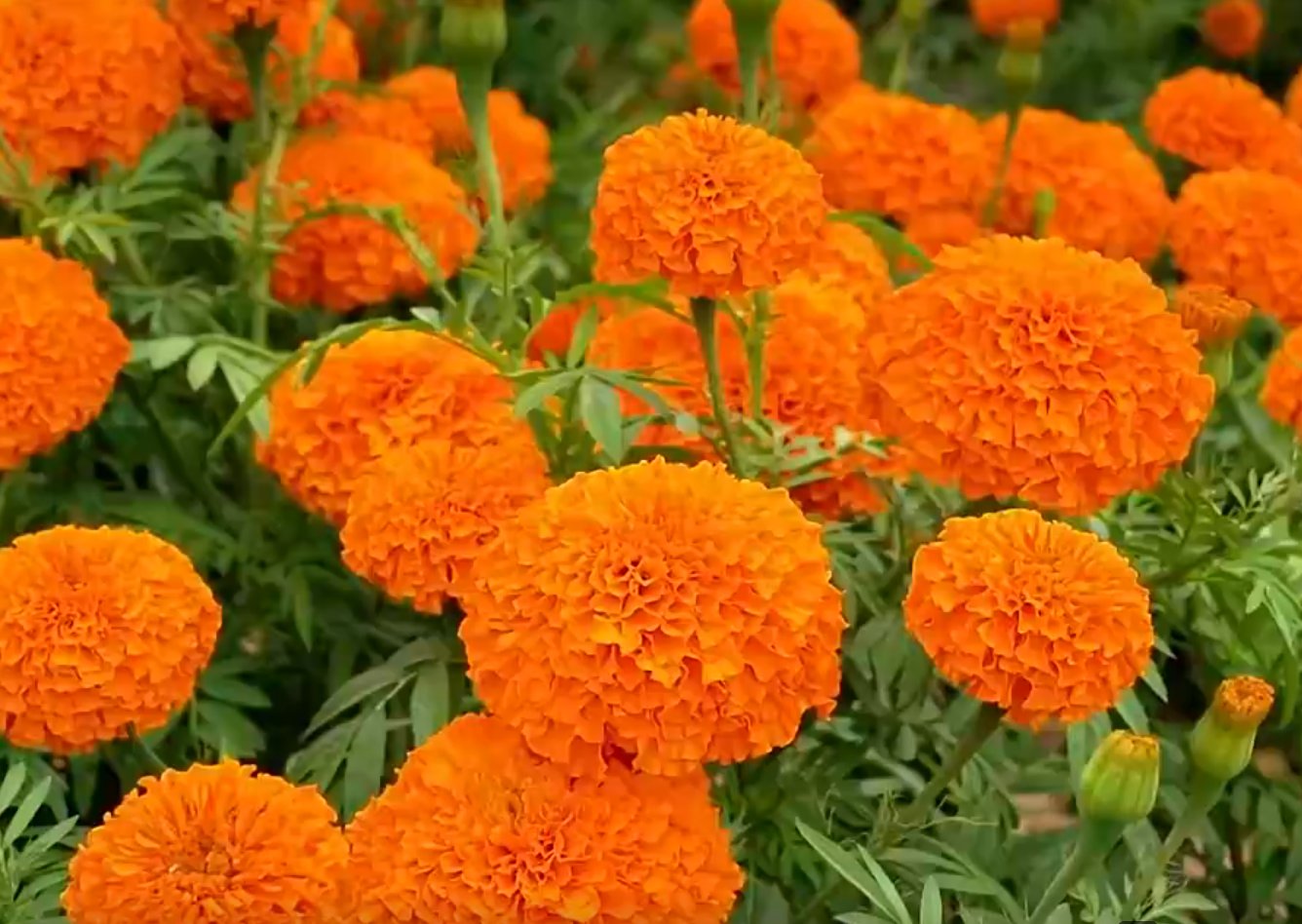 蘭州新區千畝萬壽菊盛放 “空中搬運工”助力采收